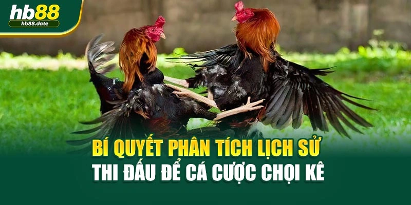 Bí quyết phân tích lịch sử thi đấu để cá cược chọi kê