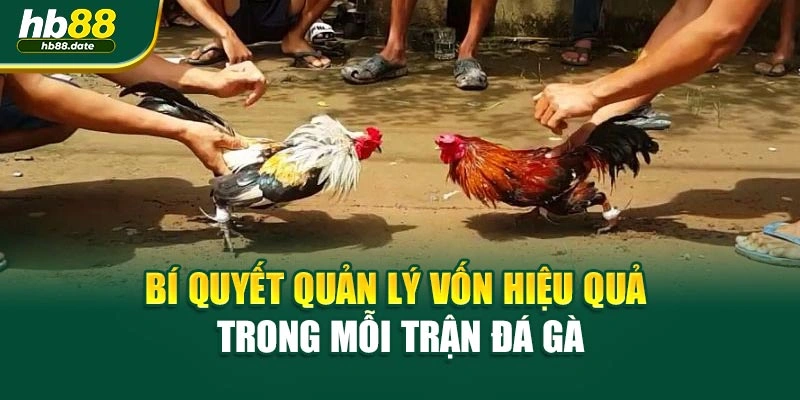 Bí quyết quản lý vốn hiệu quả trong mỗi trận đá gà