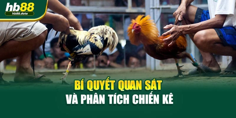 Bí quyết quan sát và phân tích chiến kê