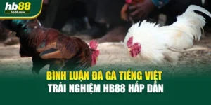 Bình Luận Đá Gà Tiếng Việt – Trải Nghiệm HB88 Hấp Dẫn