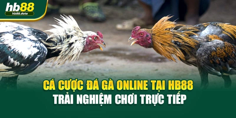Cá Cược Đá Gà Online Tại HB88 – Trải Nghiệm Chơi Trực Tiếp