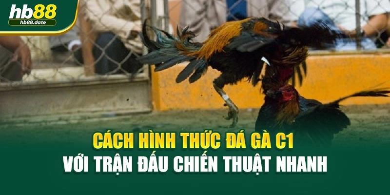 Cách hình thức Đá gà C1 với trận đấu chiến thuật nhanh