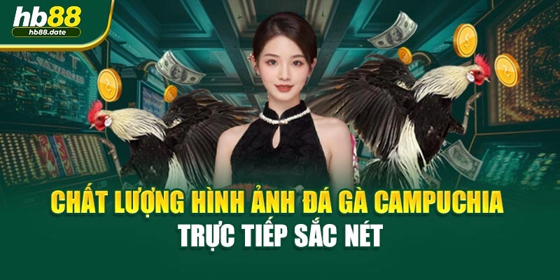 Chất lượng hình ảnh đá gà Campuchia trực tiếp sắc nét