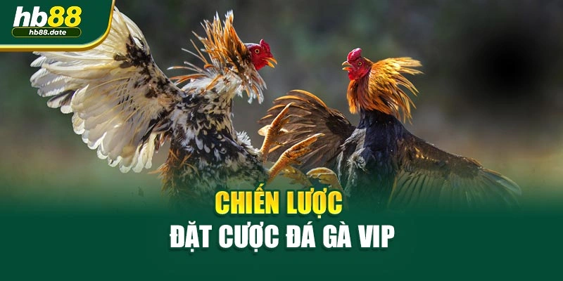 Chiến lược đặt cược đá gà VIP