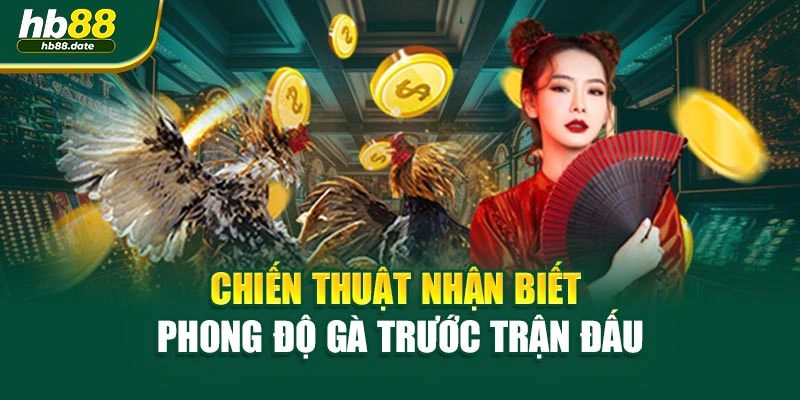 Chiến thuật nhận biết phong độ gà trước trận đấu