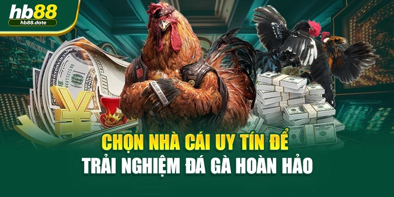 Chọn nhà cái uy tín để trải nghiệm đá gà hoàn hảo