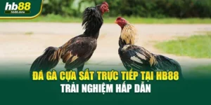 Đá Gà Cựa Sắt Trực Tiếp Tại Hb88 – Trải Nghiệm Hấp Dẫn