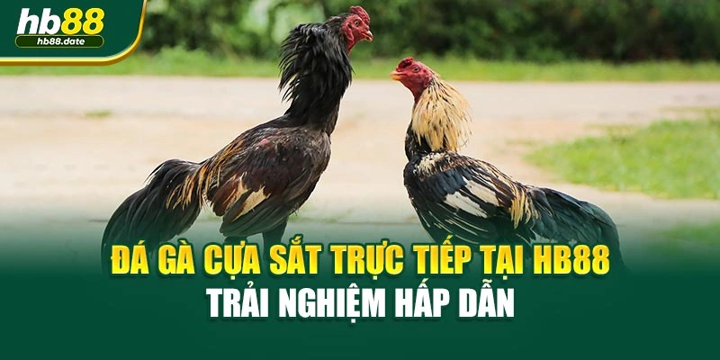 Đá Gà Cựa Sắt Trực Tiếp Tại Hb88 – Trải Nghiệm Hấp Dẫn