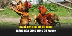 Đá Gà Livestream HD HB88 – Thăng Hoa Cùng Từng Cú Ra Đòn