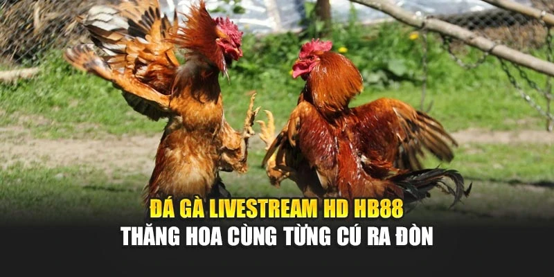 Đá Gà Livestream HD HB88 – Thăng Hoa Cùng Từng Cú Ra Đòn