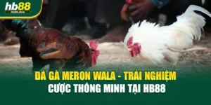 Đá Gà Meron Wala - Trải Nghiệm Cược Thông Minh Tại HB88