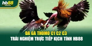 Đá Gà Thomo C1 C2 C3 – Trải Nghiệm Trực Tiếp Kịch Tính HB88