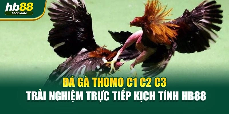Đá Gà Thomo C1 C2 C3 – Trải Nghiệm Trực Tiếp Kịch Tính HB88