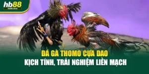 Đá Gà Thomo Cựa Dao – Kịch Tính, Trải Nghiệm Liền Mạch