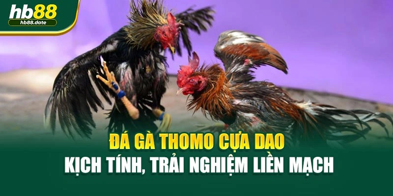 Đá Gà Thomo Cựa Dao – Kịch Tính, Trải Nghiệm Liền Mạch