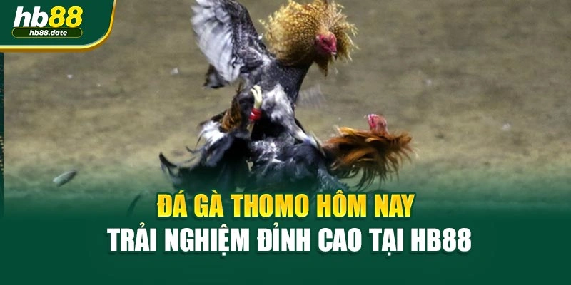 Đá Gà Thomo Hôm Nay – Trải Nghiệm Đỉnh Cao Tại HB88