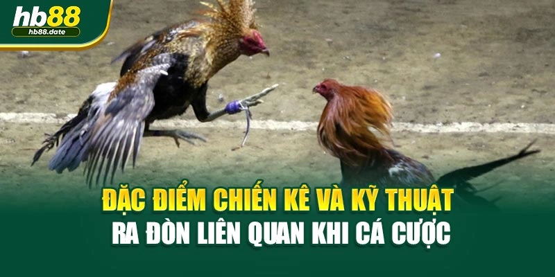 Đặc điểm chiến kê và kỹ thuật ra đòn liên quan khi cá cược