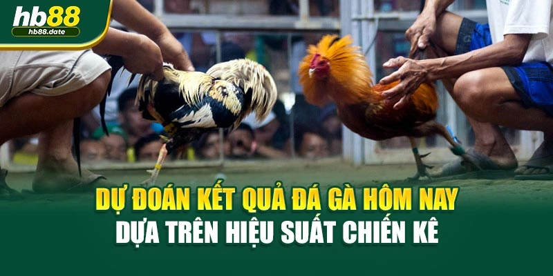Dự đoán kết quả đá gà hôm nay dựa trên hiệu suất chiến kê 