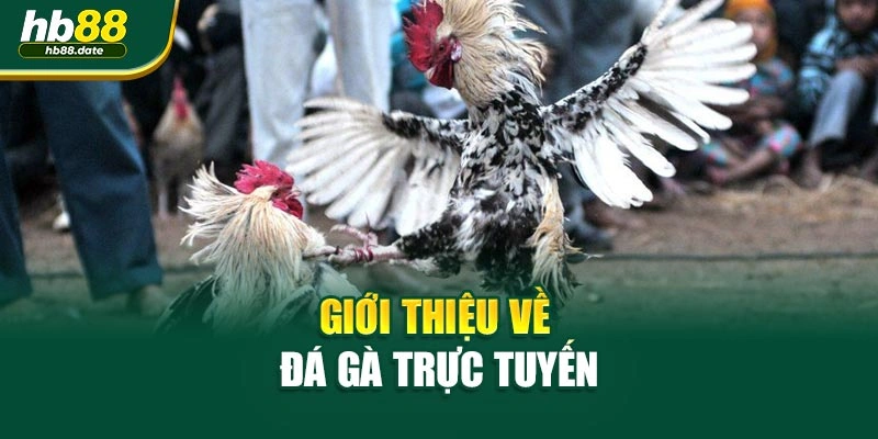 Giới thiệu về đá gà trực tuyến