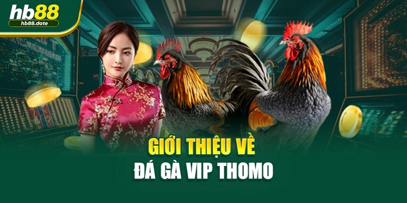 Giới thiệu về đá gà VIP Thomo