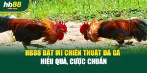 HB88 Bật Mí Chiến Thuật Đá Gà Hiệu Quả, Cược Chuẩn
