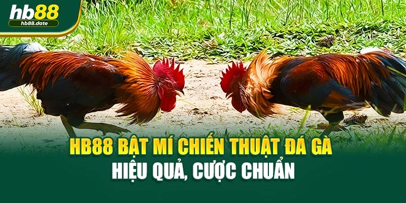 HB88 Bật Mí Chiến Thuật Đá Gà Hiệu Quả, Cược Chuẩn