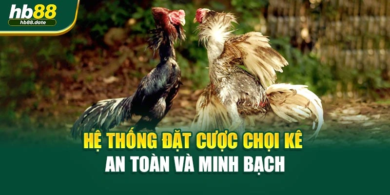 Hệ thống đặt cược chọi kê an toàn và minh bạch