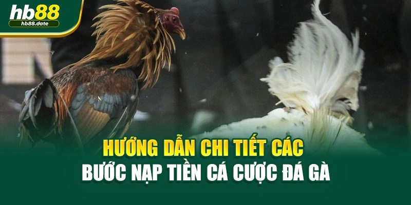 Hướng dẫn chi tiết các bước nạp tiền cá cược đá gà