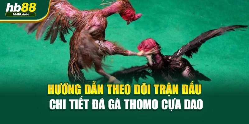 Hướng dẫn theo dõi trận đấu chi tiết Đá gà thomo cựa dao
