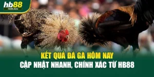 Kết Quả Đá Gà Hôm Nay – Cập Nhật Nhanh, Chính Xác Từ HB88