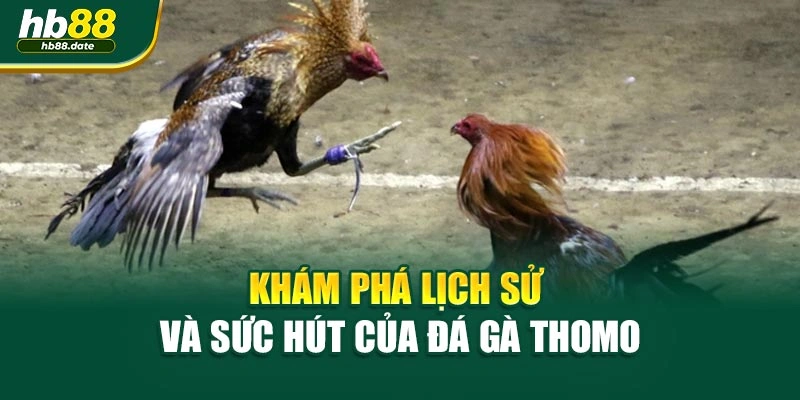 Khám phá lịch sử và sức hút của đá gà Thomo