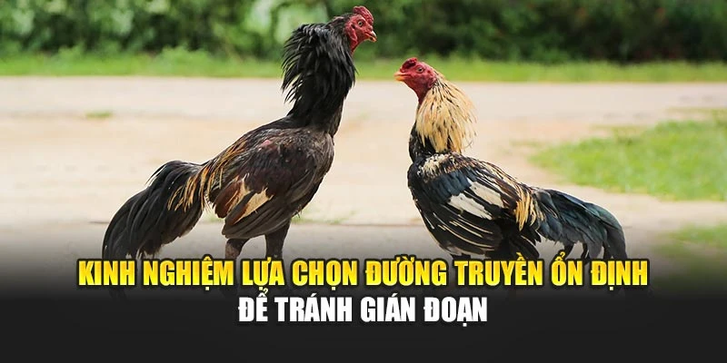 Kinh nghiệm lựa chọn đường truyền ổn định để tránh gián đoạn