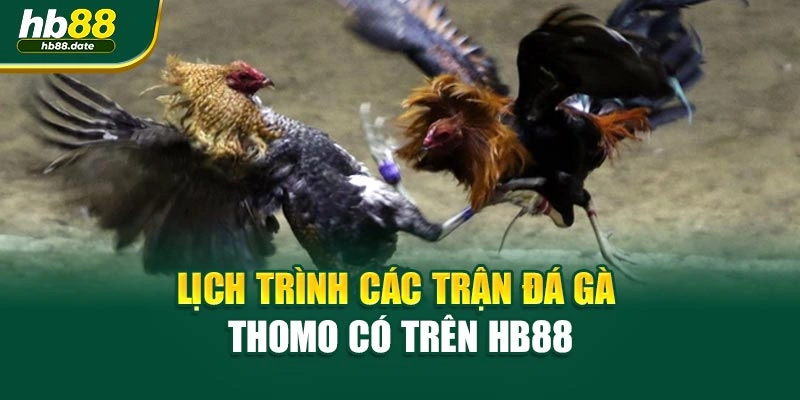 Lịch trình các trận đá gà Thomo có trên HB88