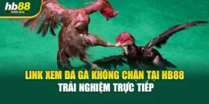Link Xem Đá Gà Không Chặn Tại HB88 – Trải Nghiệm Trực Tiếp