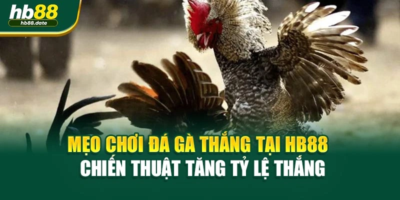 Mẹo Chơi Đá Gà Thắng Tại Hb88 – Chiến Thuật Tăng Tỷ Lệ Thắng