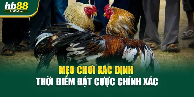 Mẹo chơi xác định thời điểm đặt cược chính xác