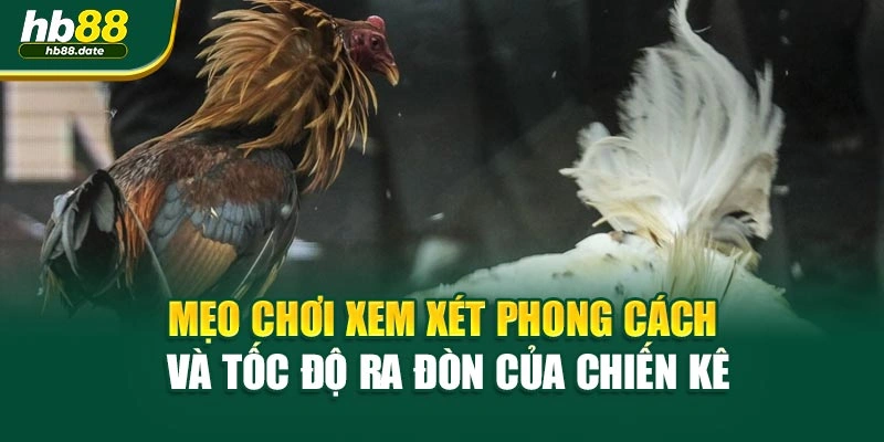Mẹo chơi xem xét phong cách và tốc độ ra đòn của chiến kê