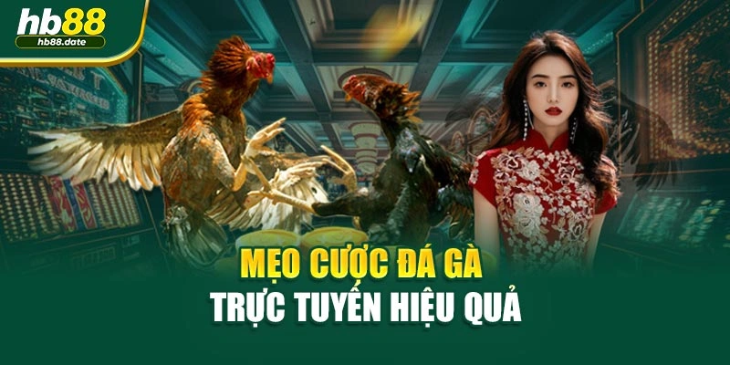 Mẹo cược đá gà trực tuyến hiệu quả