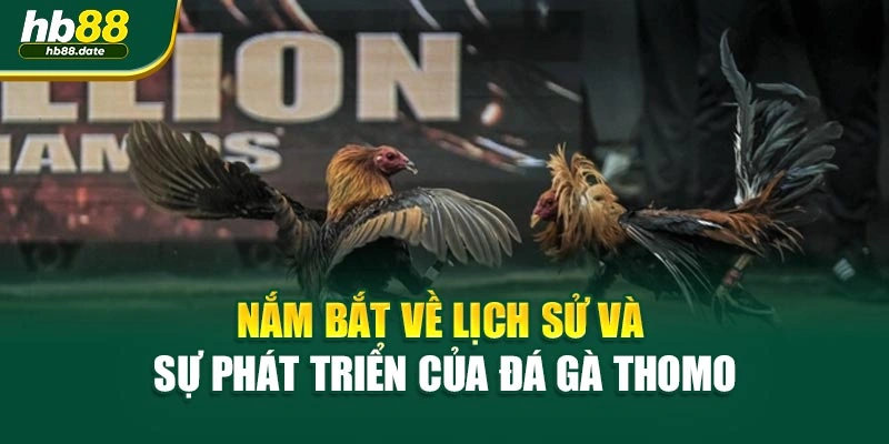 Nắm bắt về lịch sử và sự phát triển của đá gà Thomo