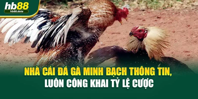 Nhà cái đá gà minh bạch thông tin, luôn công khai tỷ lệ cược