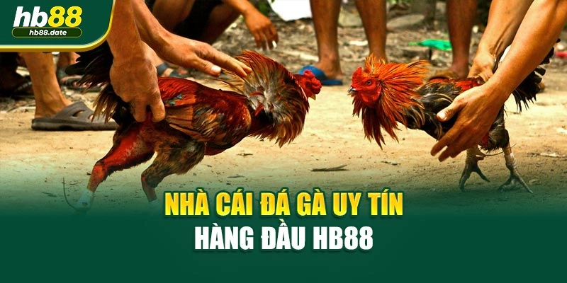 Nhà cái đá gà uy tín hàng đầu HB88 