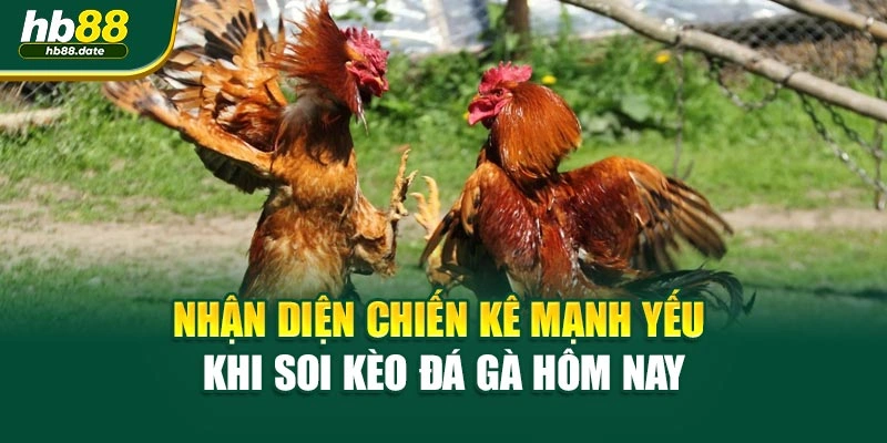 Nhận diện chiến kê mạnh yếu khi soi kèo đá gà hôm nay