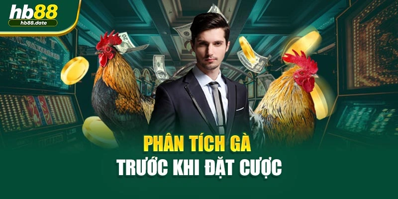 Phân tích gà trước khi đặt cược