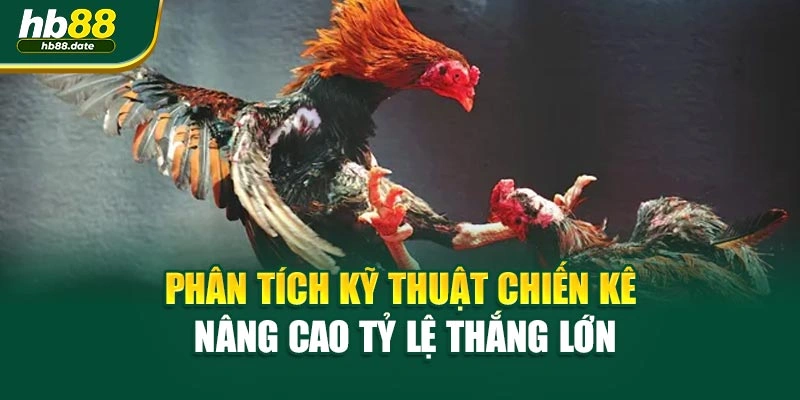 Phân tích kỹ thuật chiến kê nâng cao tỷ lệ thắng lớn