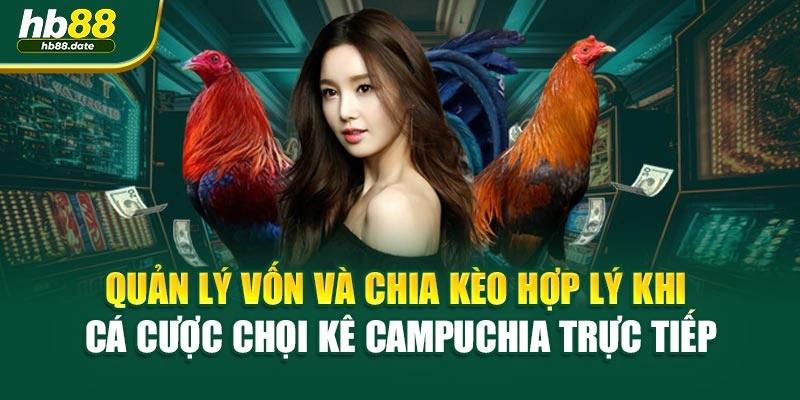 Quản lý vốn và chia kèo hợp lý khi cá cược chọi kê Campuchia trực tiếp