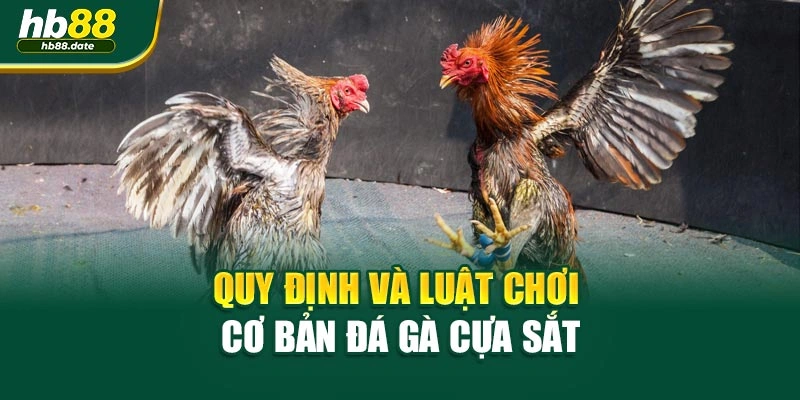 Quy định và luật chơi cơ bản đá gà cựa sắt