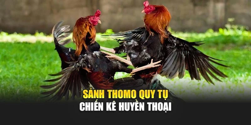Sảnh Thomo quy tụ chiến kê huyền thoại