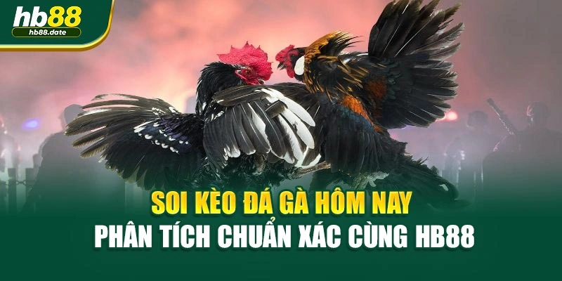 Soi Kèo Đá Gà Hôm Nay – Phân Tích Chuẩn Xác Cùng HB88