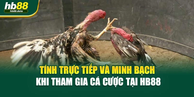 Tính trực tiếp và minh bạch khi tham gia cá cược tại HB88
