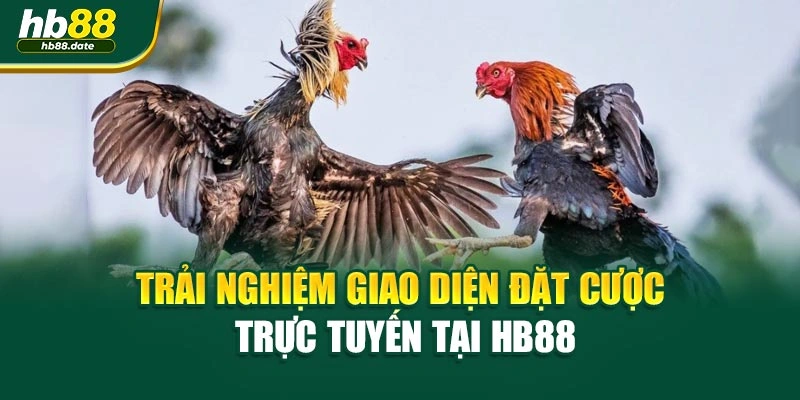 Trải nghiệm giao diện đặt cược trực tuyến tại HB88